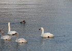 Tundra Swan (47)