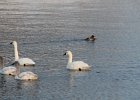 Tundra Swan (48)