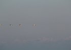 Tundra Swan (5)