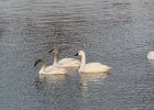 Tundra Swan (51)
