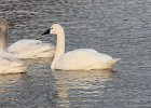 Tundra Swan (56)