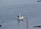 Tundra Swan (59)