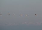 Tundra Swan (6)