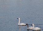 Tundra Swan (60)
