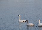Tundra Swan (62)