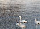Tundra Swan (66)