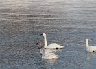 Tundra Swan (67)