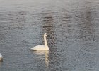 Tundra Swan (69)