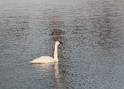 Tundra Swan (70)