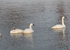 Tundra Swan (71)