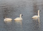 Tundra Swan (72)