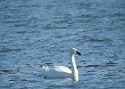 Tundra Swan (74)