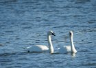 Tundra Swan (75)