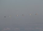 Tundra Swan (8)