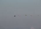 Tundra Swan (9)