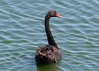 001 - 19 Australian Black Swan