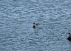 Australian Black Swan (1)