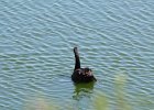 Australian Black Swan (2)