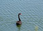 Australian Black Swan (3)