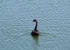 Australian Black Swan (4)