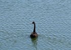 Australian Black Swan (5)
