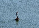 Australian Black Swan (6)