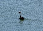 Australian Black Swan (7)