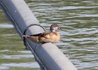 101Wood Duck