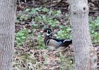 102Wood Duck