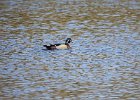 Wood Duck (5)