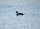 Wood Duck (6)