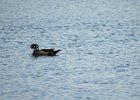 Wood Duck (7)