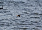 Gadwall (22)