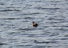Gadwall (28)