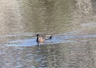 Gadwall (40)