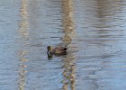 Gadwall (41)