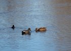 Gadwall (42)