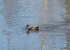 Gadwall (43)