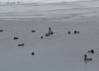 Gadwall (5)