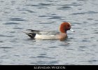 001 - 24 Eurasian Wigeon