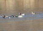 101Eurasian Wigeon (2)