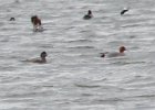 Eurasian Wigeon (13)
