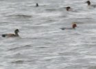 Eurasian Wigeon (14)