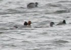 Eurasian Wigeon (15)