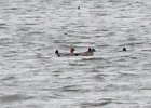 Eurasian Wigeon (16)