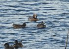 Eurasian Wigeon (17)