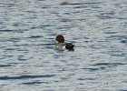 Eurasian Wigeon (18)