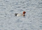Eurasian Wigeon (19)