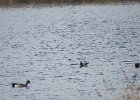 Eurasian Wigeon (21)