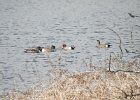 Eurasian Wigeon (24)